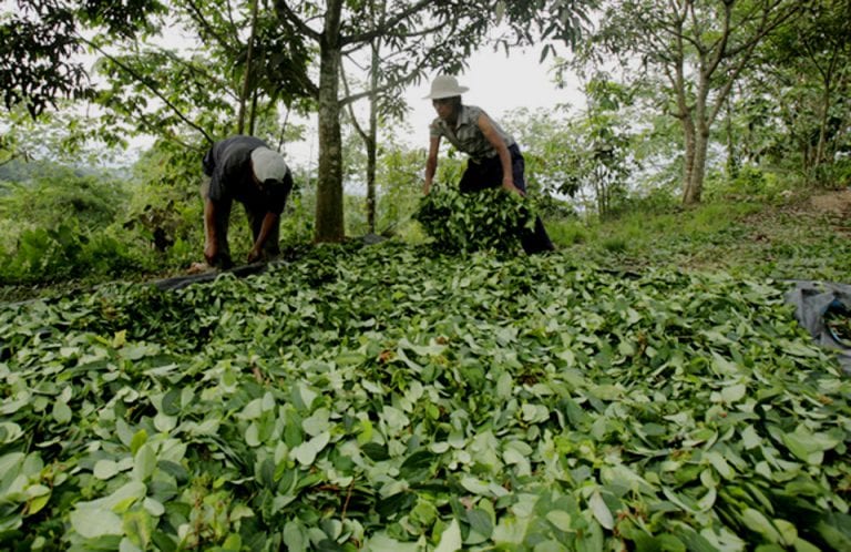 Producción de cocaína en Colombia, en máximo histórico
