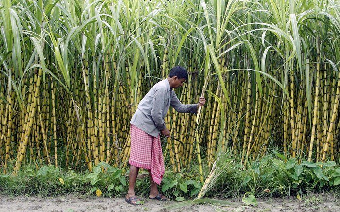 India ordenará a ingenios de azúcar exportar millones de toneladas de excedentes