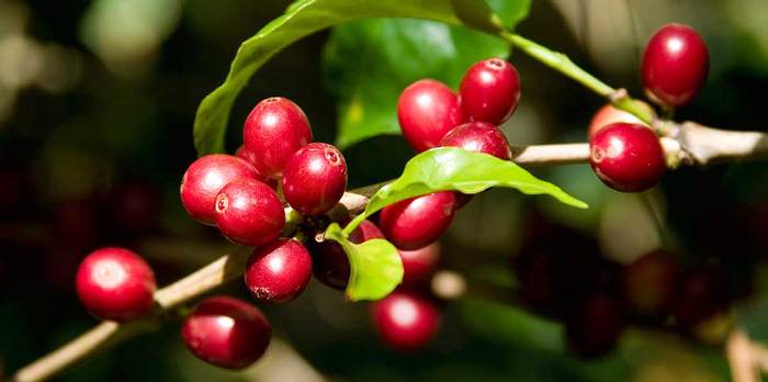 Producción de café se mantuvo por encima del millón de sacos en junio