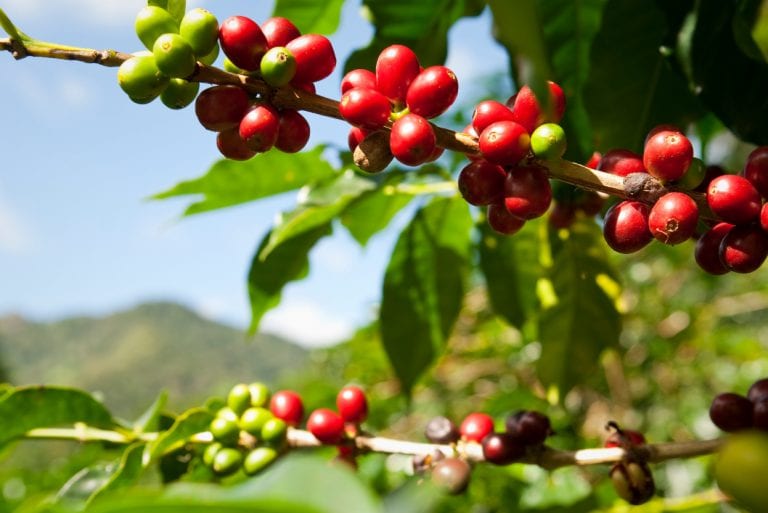 Producción de café caería “ligeramente” este año: FNC