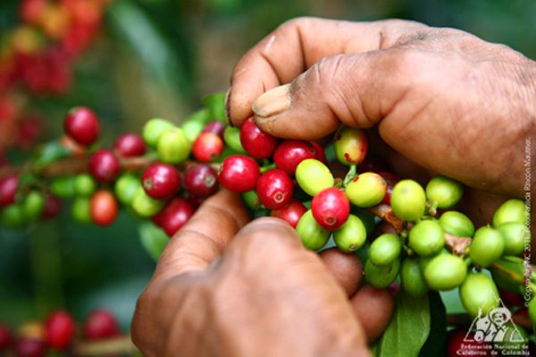 Producción de café en febrero, la más baja desde octubre de 2018