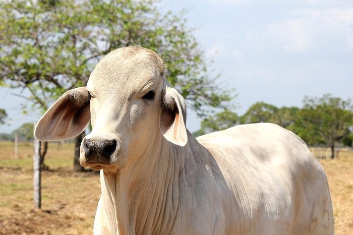 Athena Foods adquiere en Colombia planta de sacrificio de ganado en Santander
