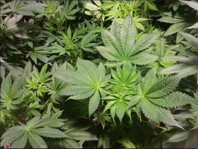 Entrará en operaciones empresa con licencia para cultivo de cannabis en Colombia