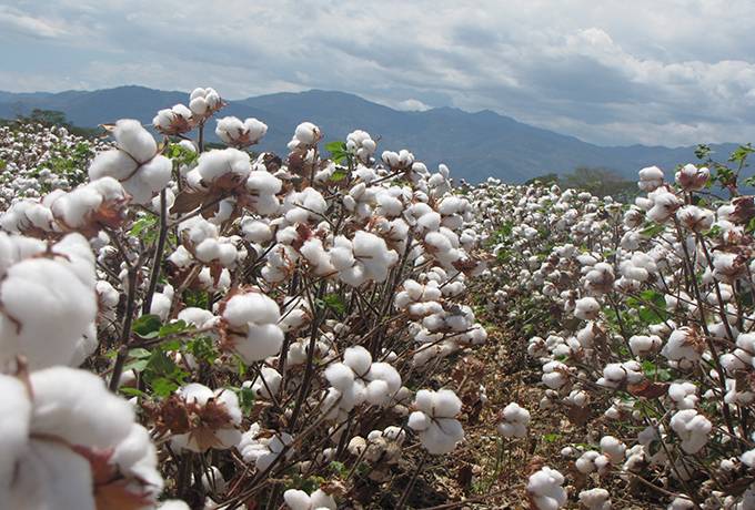 Colombia propone meta de 50.000 toneladas para reestablecer producción de algodón