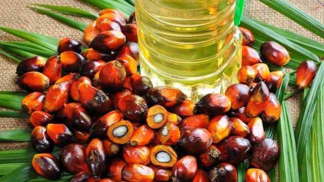 Aceite de palma, entre los productos que más exportó Colombia en 2018