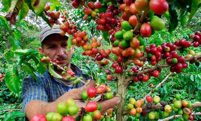 Producción de café de Colombia completó en mayo tres meses al alza