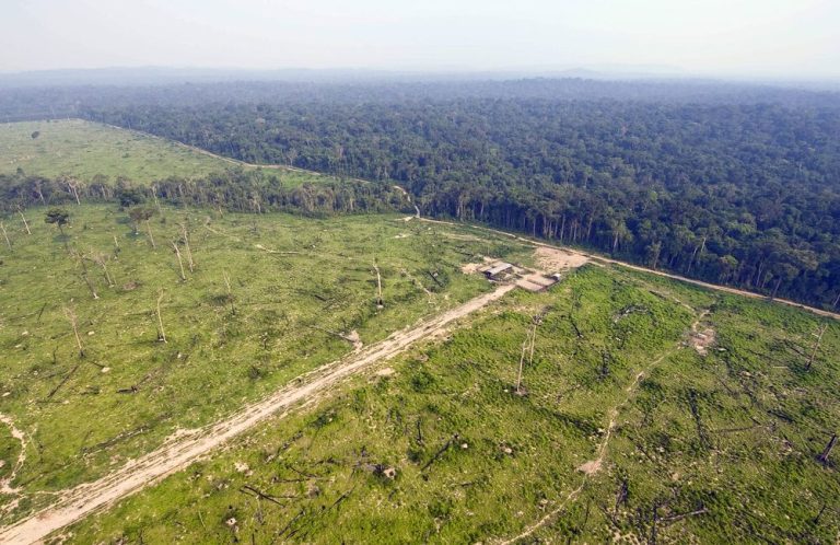 Brasil, Congo, Indonesia y Colombia lideran pérdidas de bosques lluviosos tropicales