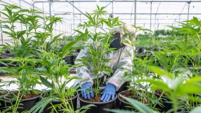 Clever Leaves ya llega con sus productos de cannabis a 14 países en cinco continentes
