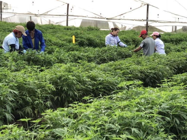 Cultivos de cannabis de PharmaCielo aumentaron 20% desde finales de 2018