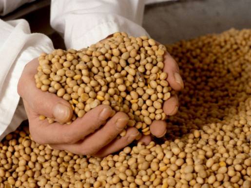 Por guerra comercial, China suspendió la compra de soja a Estados Unidos