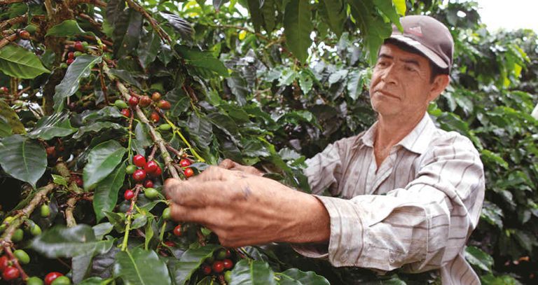 Producción de café a agosto subió 3 %; exportaciones se dispararon