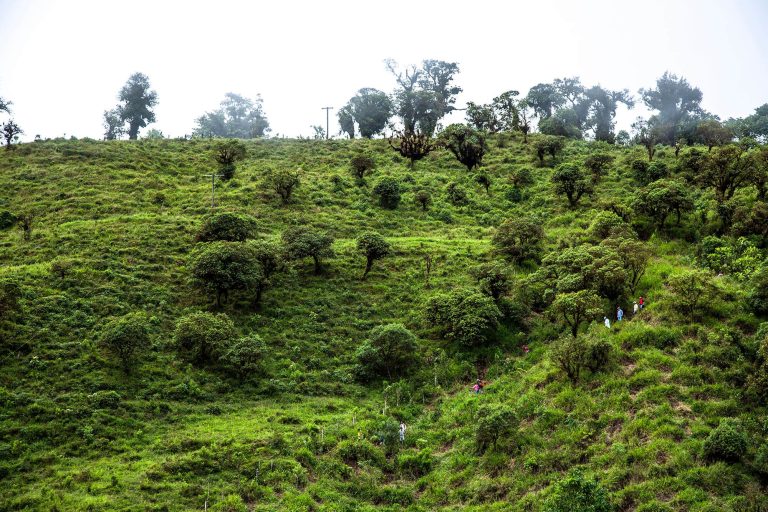 Programa ReverdeC de Celsia superó 3 millones de árboles sembrados en Valle del Cauca