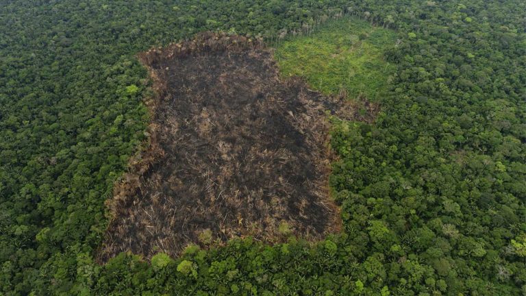 Presidente de Colombia presentó Conpes para luchar contra la deforestación y proteger la biodiversidad