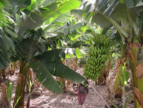 Ya hay 150 hectáreas bananeras afectadas por hongo; Gobierno toma medidas