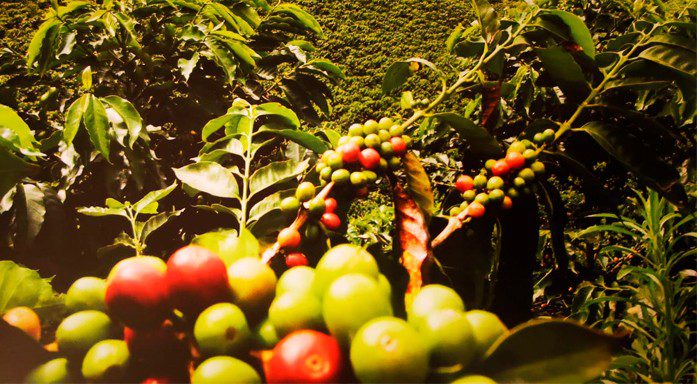 Exportaciones globales de café subieron 0,3% en diciembre y escalaron a 10,30 millones de sacos