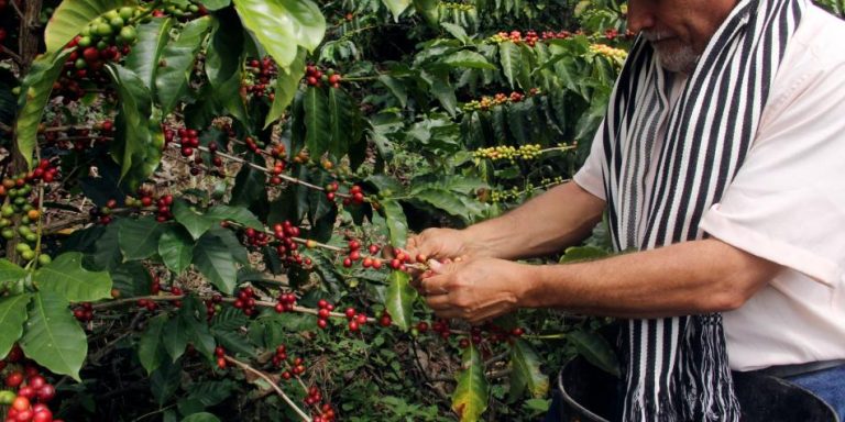 Colombia espera cifras récord para el valor real de cosecha de café en 2020
