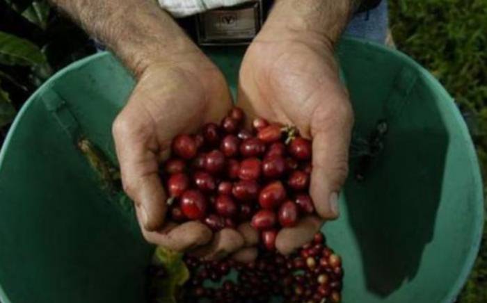 Producción de café de Colombia cayó en noviembre, pero se acerca a meta para 2020