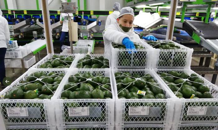 Productores de agro en Colombia podrán buscar acuerdos en deudas crediticias