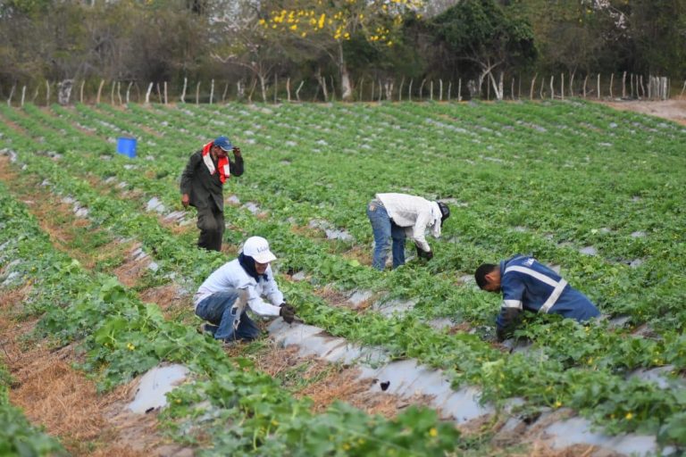 Más de 2.000 campesinos recibirán kits de siembra para reactivar el campo en Atlántico