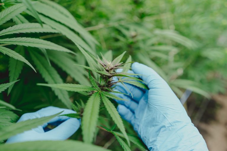 PharmaCielo podrá cultivar y exportar 10 toneladas de cannabis tras autorización en Colombia