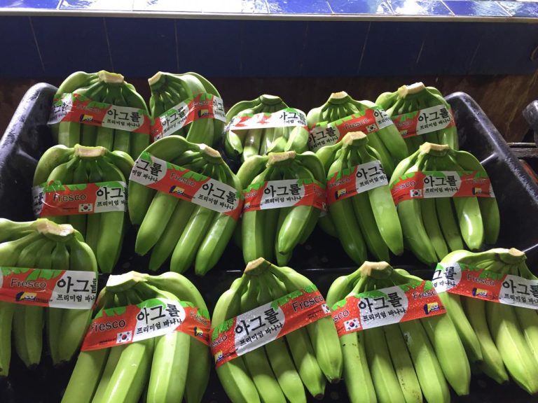 Colombia ya está en el top tres de proveedores de banano en Corea del Sur