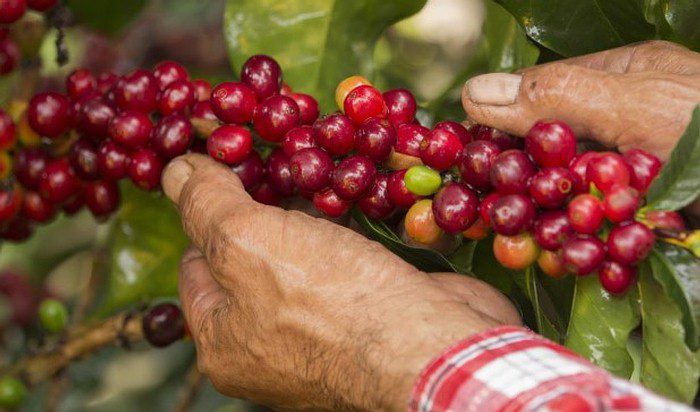 Producción de café de Colombia cayó 3% en agosto; mantienen estimación de sacos para 2020