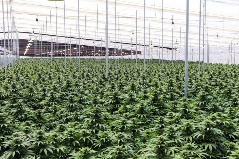 Clever Leaves completó primera exportación de productos de cannabis desde Colombia hacia Alemania