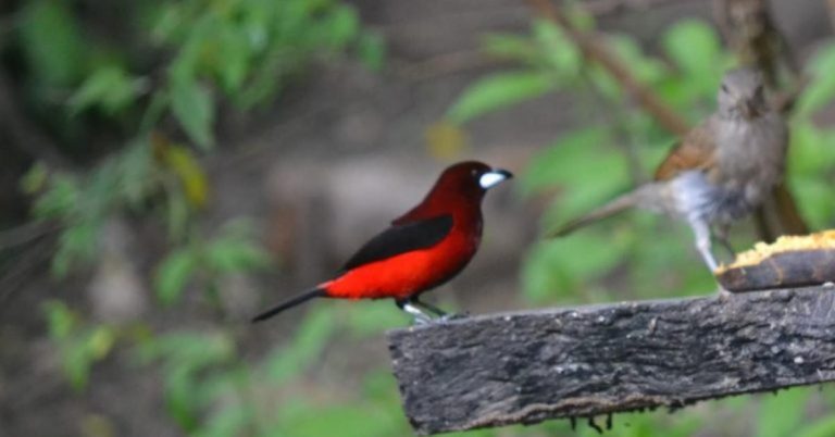 Agro Parque: una apuesta por la biodiversidad y preservación de las aves de Colombia