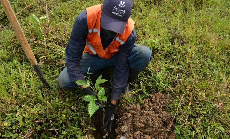 Celsia sembró 5,7 millones de árboles nativos en Colombia