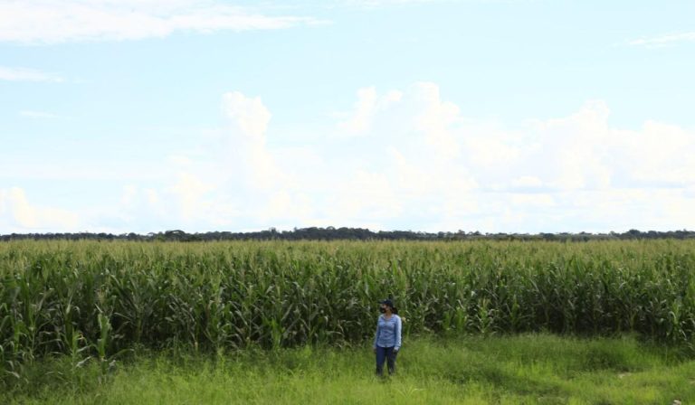 Llega a Colombia nueva semilla de maíz más productiva y  más alta calidad