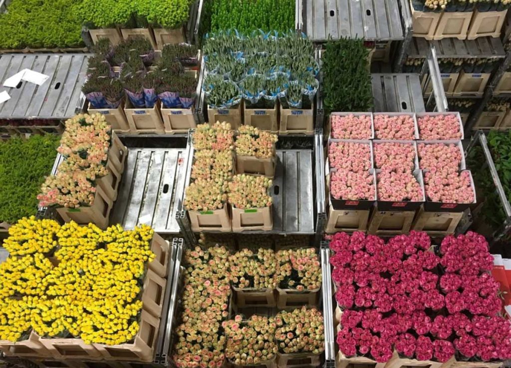 Exportación de flores. Foto: Pixabay.
