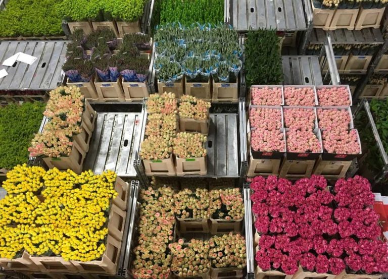 Cundinamarca es de los que más aporta a la exportación de flores