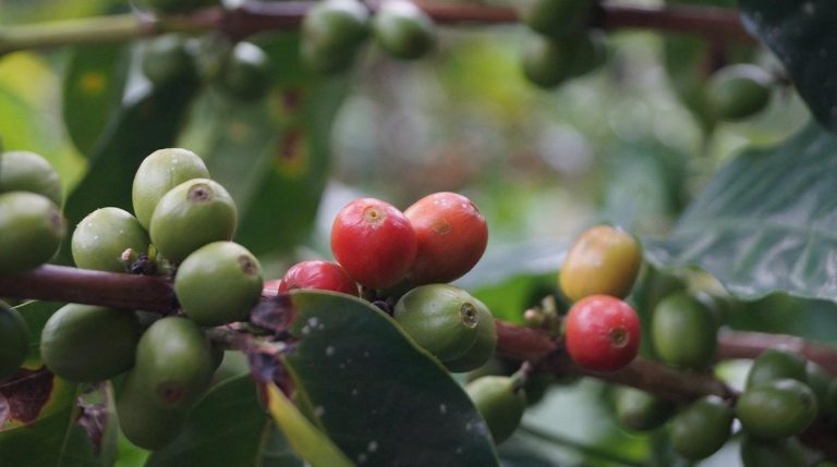Se espera caída en cosecha de café en Brasil para el 2021