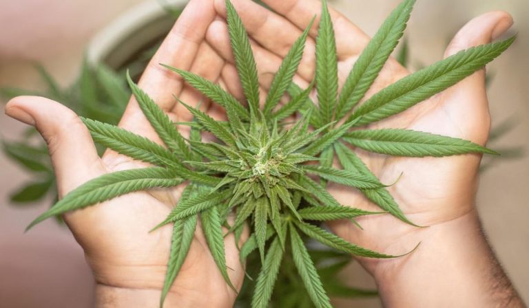Rueda de negocios de cannabis medicinal en Colombia dejó compras por más de US$80.000
