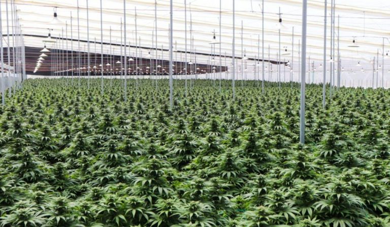 Extracto de cannabis colombiano será exportado a Alemania