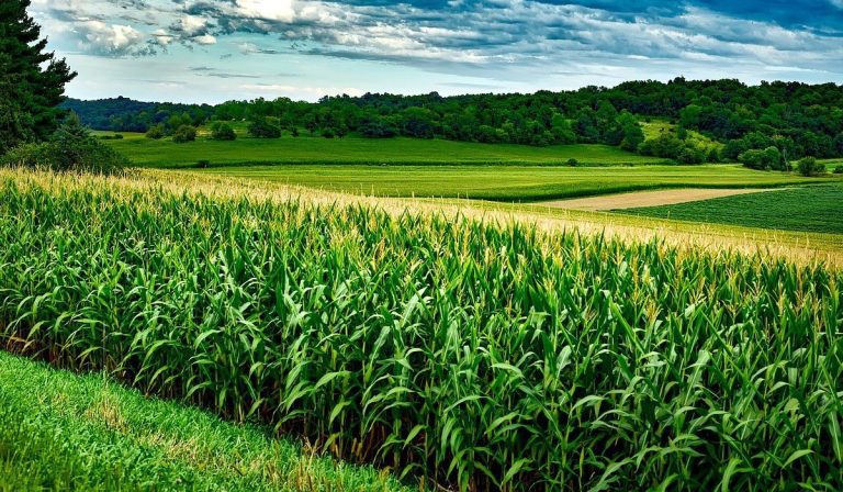 Precios de maíz y soja alcanzan máximos de siete meses en Chicago
