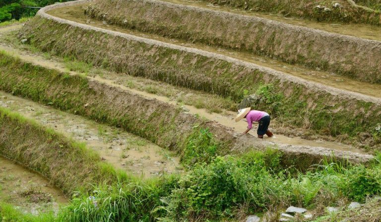China da por erradicada la pobreza extrema y proyecta revitalización rural
