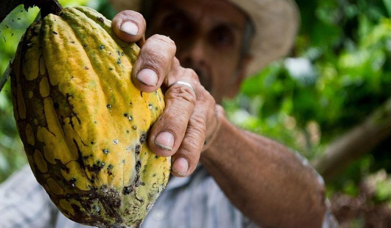 Colombia registró la producción de cacao más alta en diez años