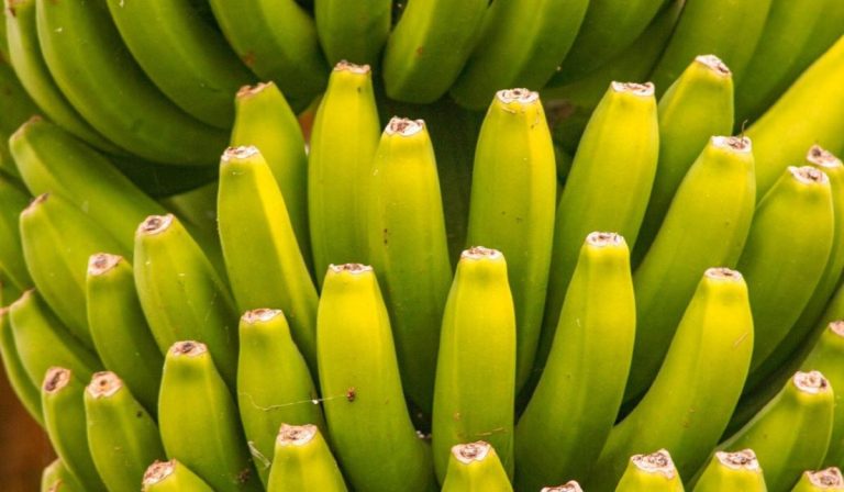 Colombia quiere elevar 10 % sus exportaciones de banano en 2021