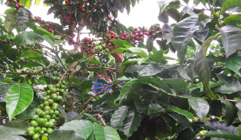 A mayo, producción de café de Colombia cayó pero exportación aumentó