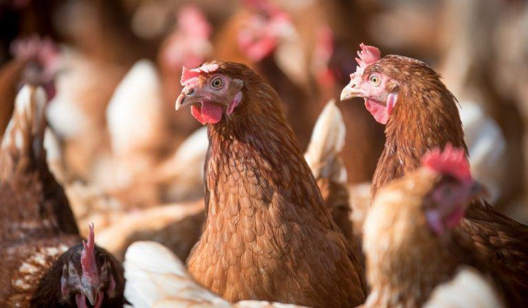 Sacrificio de gallinas en Huevos Kikes genera pérdidas por más de $18.000 millones