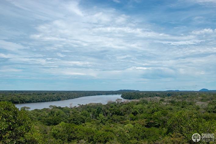Banco de Bogotá plantará un árbol en la Amazonía colombiana por cada nuevo CDT digital