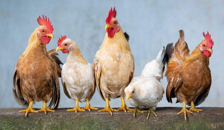 China confirma primer contagio de gripe aviar H10N3 en humanos