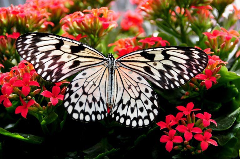 Colombia es el país con más especies de mariposas en el planeta
