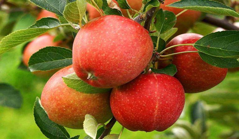 ¿Por qué las manzanas son un negocio de gran potencial para Colombia y EE. UU?