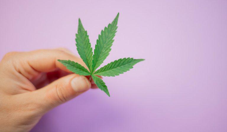 Colombia permitirá exportación de flor seca de cannabis para uso medicinal