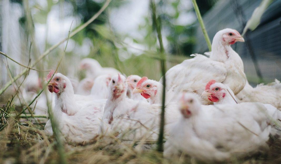 Cifras históricas de producción de carne de ave y huevo en 2023