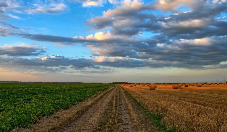 Inversión extranjera en sector agropecuario de Colombia aumentó 32 % a septiembre