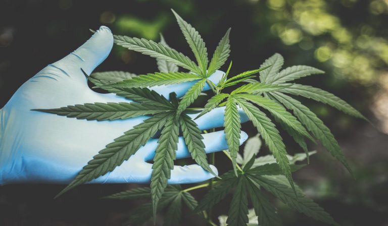 Cannabis, una oportunidad de reactivación económica en el país