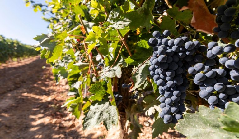 Industria vinícola de Brasil ve como prioridad al mercado colombiano